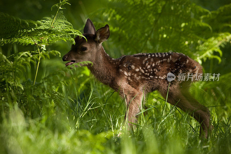 红鹿(Cervus elaphus)